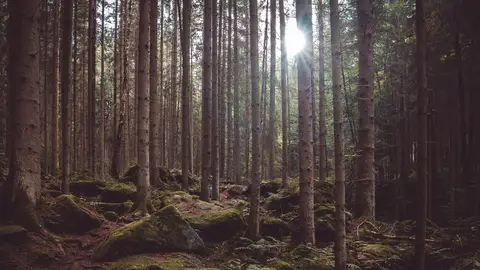 Sumava Sumava