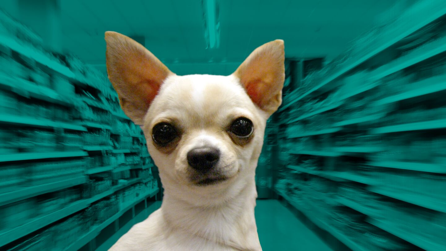 Un tribunal ratifica el despido a un empleado que llam&oacute; "chihuahua" a una compa&ntilde;era de trabajo