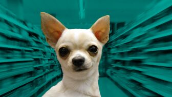Un tribunal ratifica el despido a un empleado que llam&oacute; "chihuahua" a una compa&ntilde;era de trabajo
