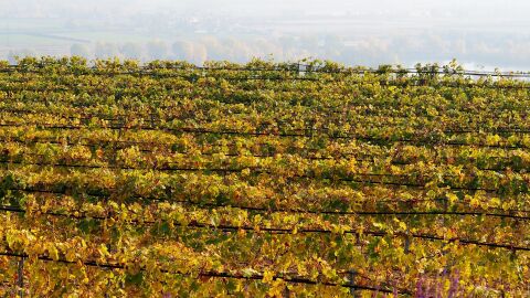 Viñedo en otoño en el Wachau