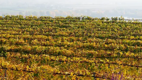 Viñedo en otoño en el Wachau Viñedo en otoño en el Wachau