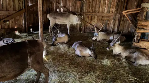 Granja de renos de Tuula, en Finlandia Granja de renos de Tuula, en Finlandia