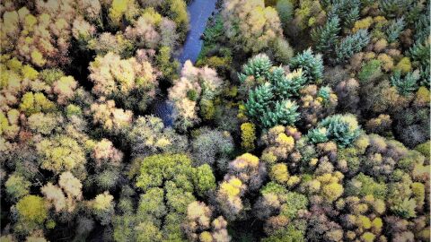 Tomnafinnoge Woods