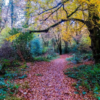 Tomnaginnoge Woods