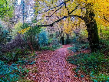 Tomnaginnoge Woods