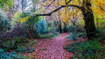 Tomnaginnoge Woods