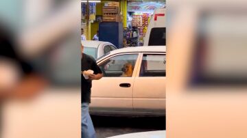 Perro