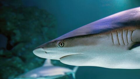 Tiburones