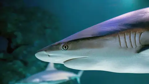 Tiburones Tiburones
