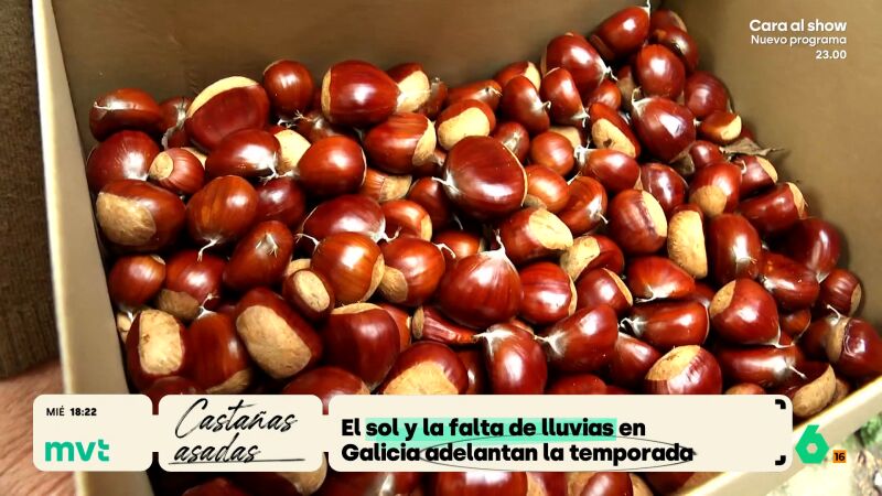 La temporada de casta&ntilde;as se adelanta este a&ntilde;o: el sol, el calor y la falta de lluvias anticipa la cosecha