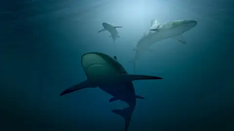 Tiburones Tiburones