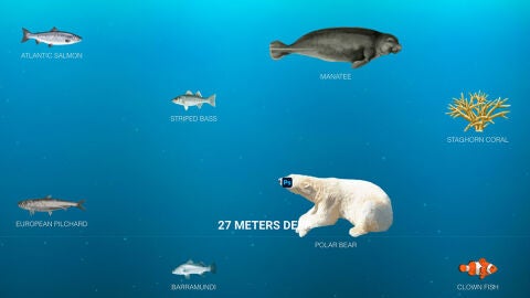 Conoce la fauna marina