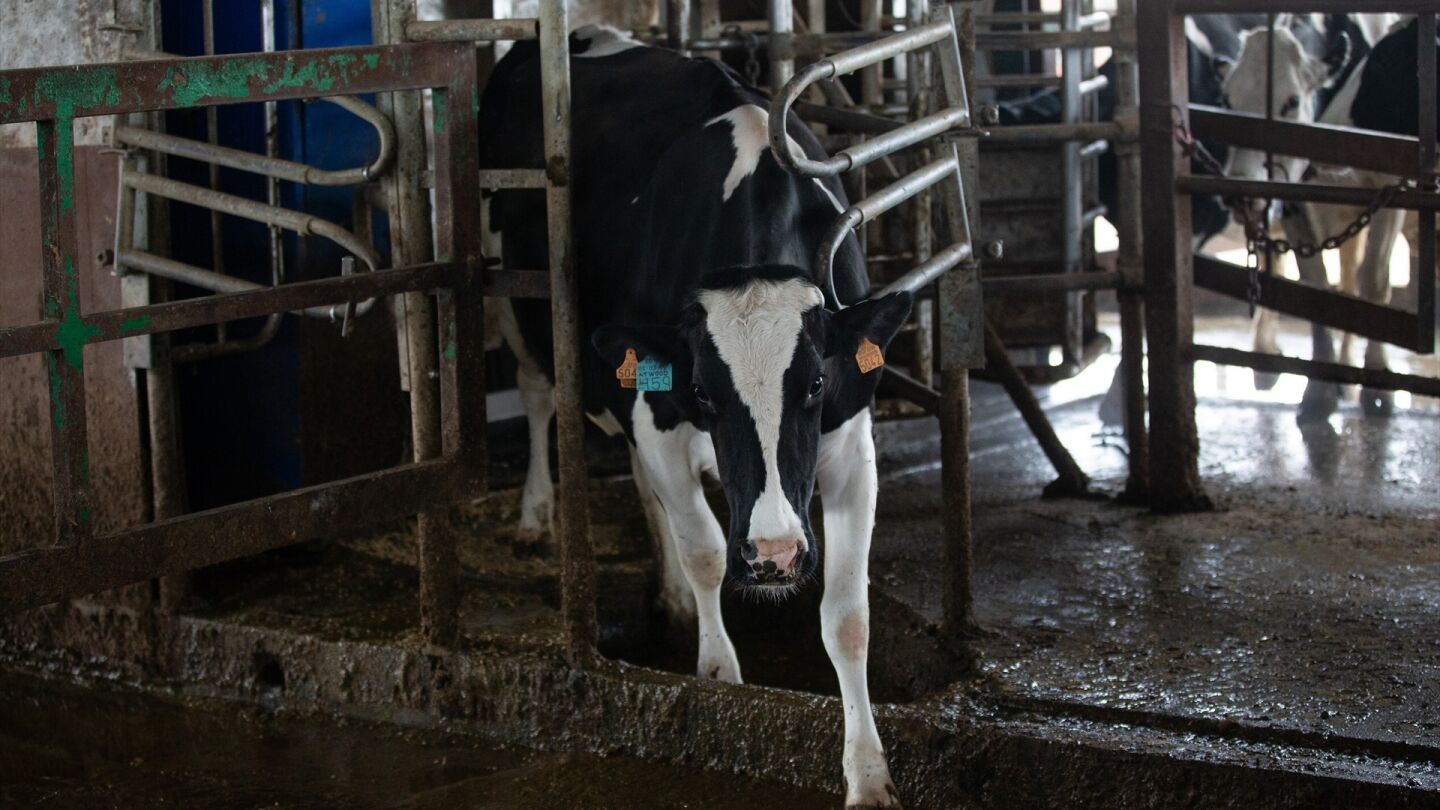 Una vaca lechera de una granja de Talavera de la Reina (Toledo).