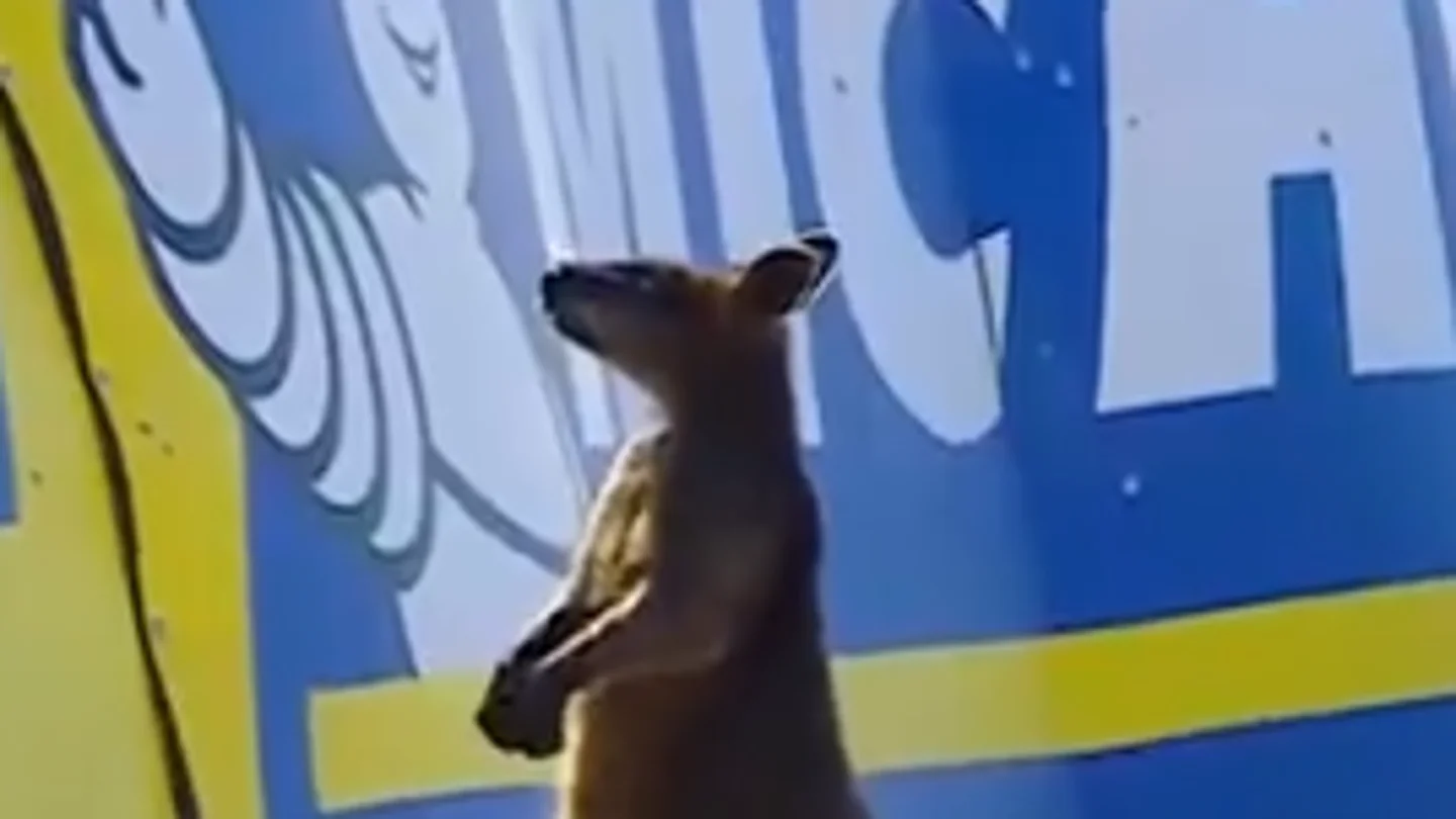 Un canguro se cuela en la pista en el GP de Australia Un canguro se cuela en la pista en el GP de Australia