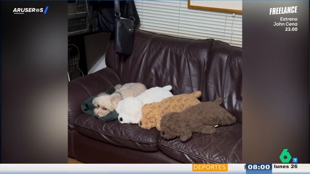 El divertido v&iacute;deo viral del perro que finge ser un peluche: "Es para com&eacute;rselo"