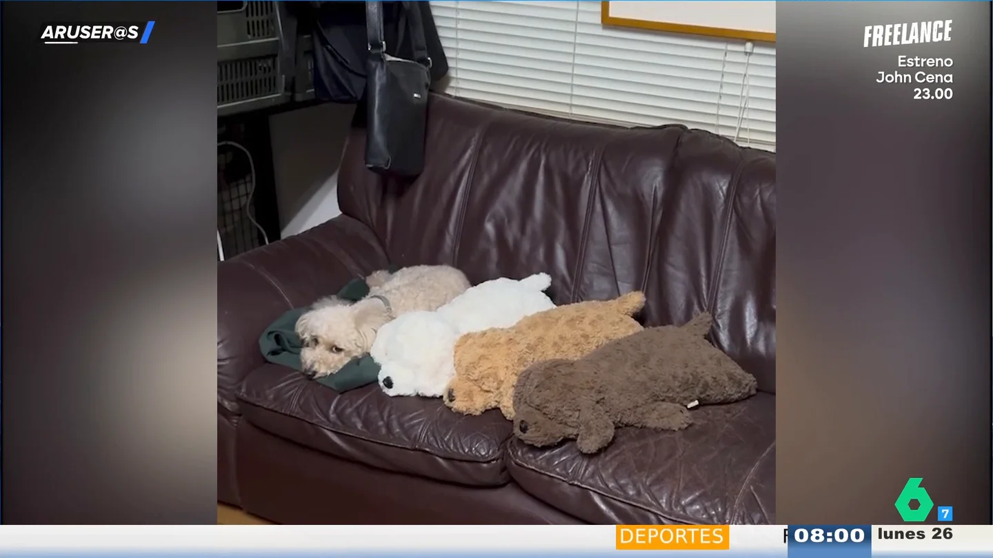 El divertido vídeo viral del perro que finge ser un peluche: "Es para comérselo" El divertido vídeo viral del perro que finge ser un peluche: "Es para comérselo"