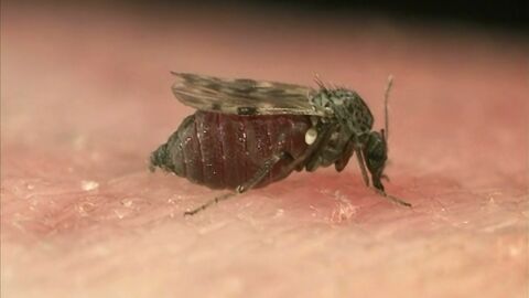 Mosquito Culicoides